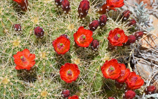 Scarlet Hedgehog Cactus has leaves that are modified into spines with 5 to 16 spines emerging from areoles. The spines vary from white to yellow to reddish-brown or black and often dark tipped. Echinocereus coccineus 